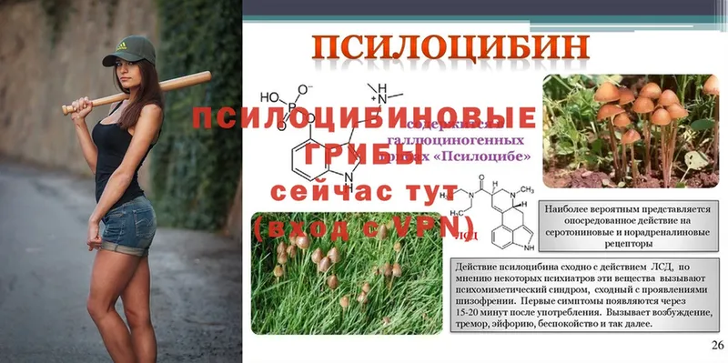 Псилоцибиновые грибы GOLDEN TEACHER  omg онион  Балей 