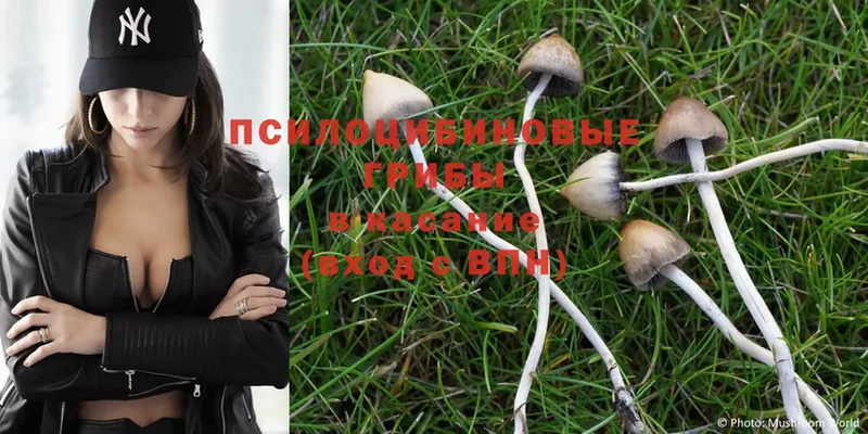 Псилоцибиновые грибы Psilocybe Балей